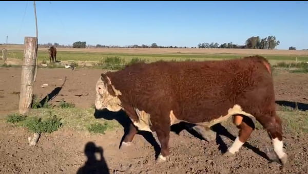 Lote CABAÑA EL PORVENIR