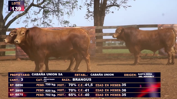 Lote CABAÑA UNION - LOTE  139