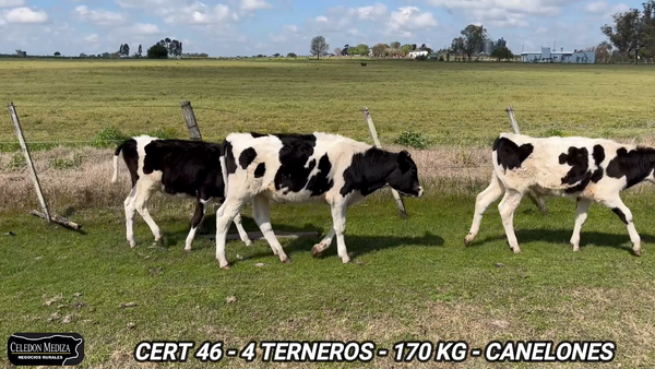 Lote 4 Terneros en Canelones