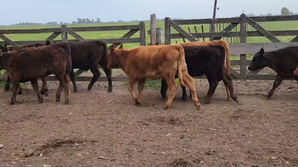 Lote 67 Terneros/as en Punta Indio, Buenos Aires