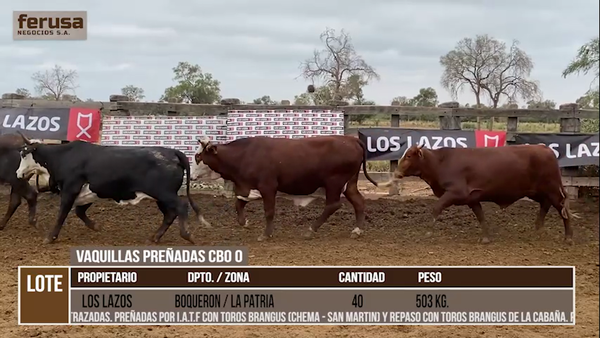 Lote LOTE 34 - 40 VAQUILLAS PREÑADAS CBO 0