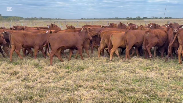 Lote 110 Terneras en Corrientes, Goya