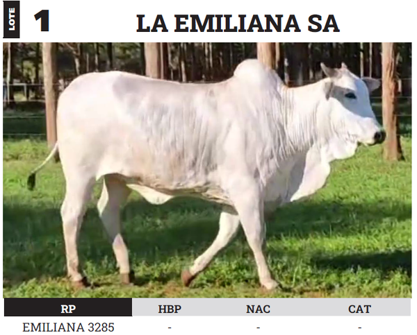 Lote LOTE 1 - PREÑECES