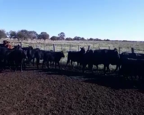 Lote 20 Terneros de 200/220 Kgs en Abramo