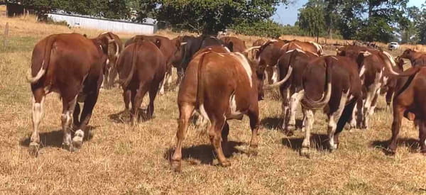 Lote 55 Novillo Engorda en Osorno, X Región Los Lagos