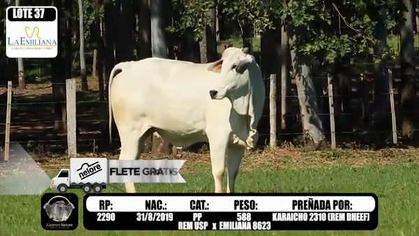 Lote LOTE   37 RP E2290