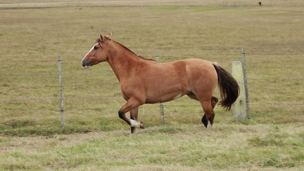 Lote REDOMONA Milonga 6