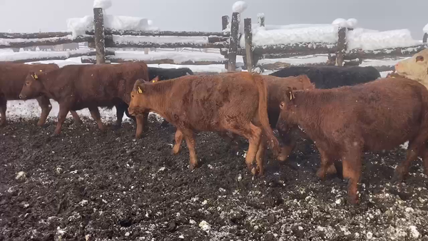 Lote 30 Novillo Engorda en Coyhaique, XI Región Aysén