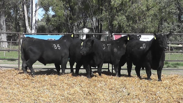 Lote TOROS ANGUS NEGROS PC