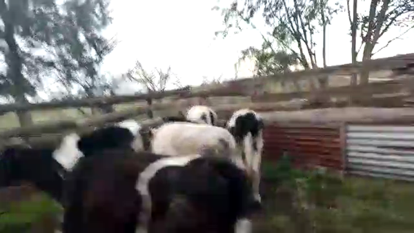 Lote terneros holando 6