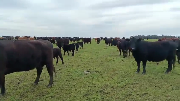 Lote 60 Terneros/as A TÉRMINO en Chillar