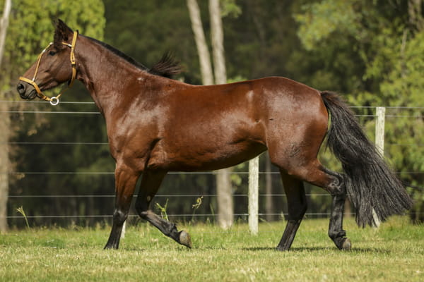 Lote Navideña 512 de La Casilla