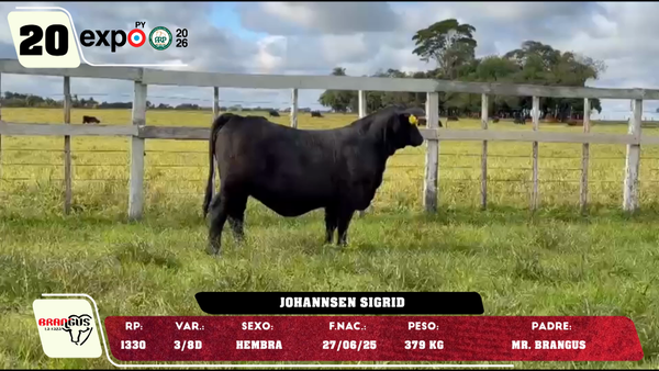 Lote LOTE 20