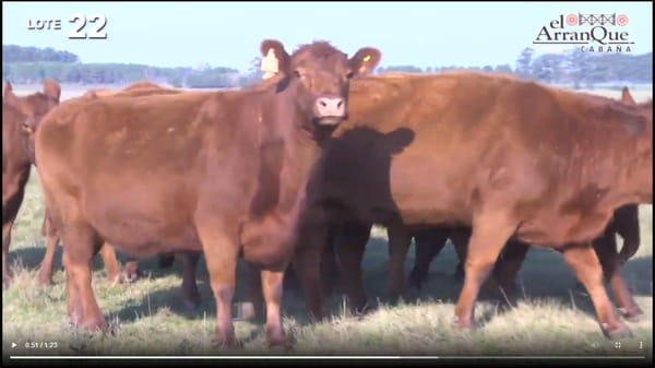 Lote 10 Vacas Angus Coloradas Preñadas - Santa Anita, Entre Rios