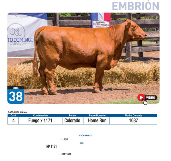 Lote Fuego x 1171