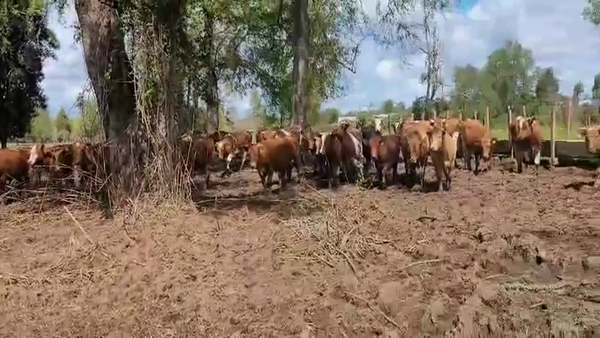 Lote 55 Novillo Engorda en Paillaco, XIV Región Los Ríos