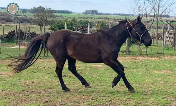 Lote JERARQUICO MOLLES