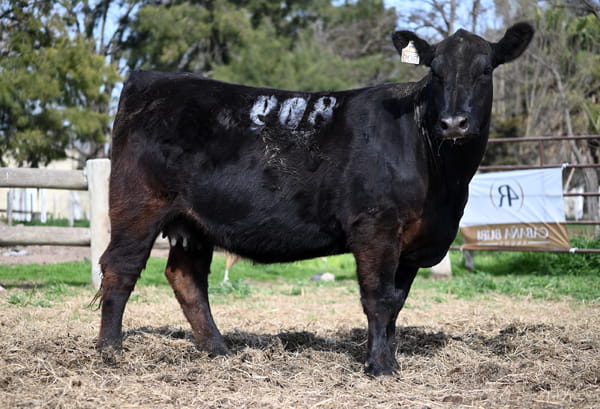 Lote VAQUILLONA PURA DE PEDIGREE