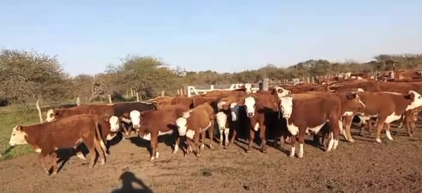 Lote 75 Terneros en Corrientes, Curuzu Cuatia