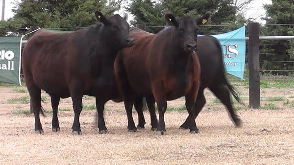Lote VAQ. ANGUS PC NEGRAS PREÑADAS PARICION PRIMAVERA