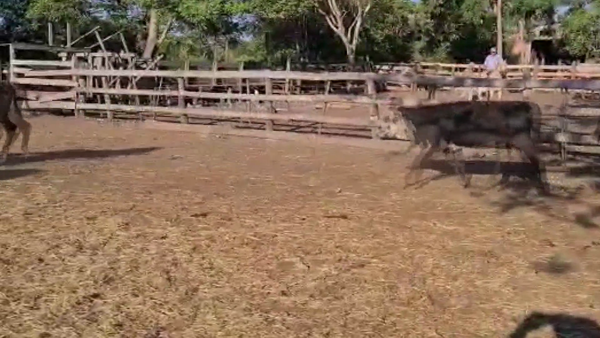 Lote 75 Terneros/as en Misión San Fco., Formosa