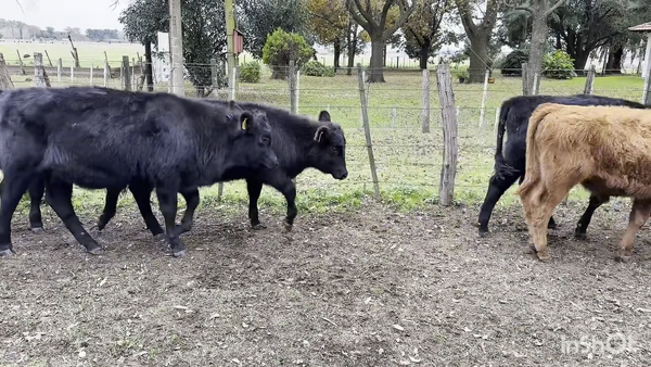 Lote 18 Terneros/as