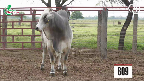 Lote Brahman