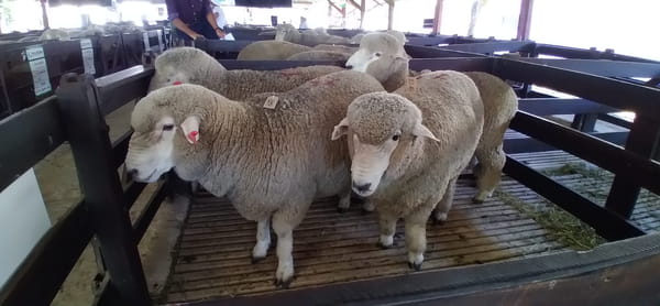 Lote 2 borregos puro de origen y 2 pedigree 2dts