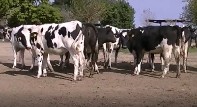 Lote 14 Vaquillonas en Lopez, Santa Fe