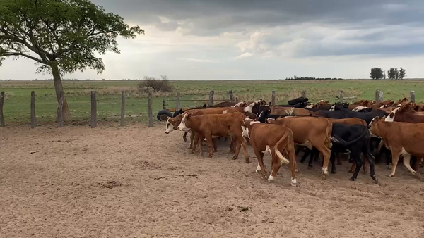 Lote 60 Terneros/as en Esquina, Corrientes