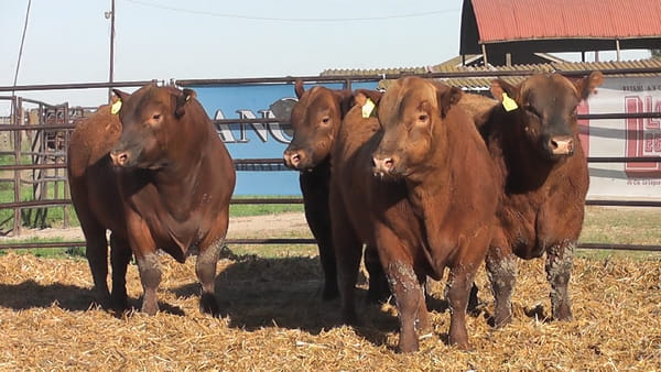 Lote TOROS ANGUS COLORADOS PC