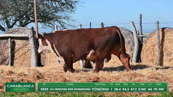 Lote Hereford Morixe