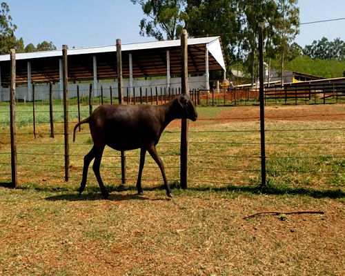 Lote Hembra P2 62kg -  en Santa Rita