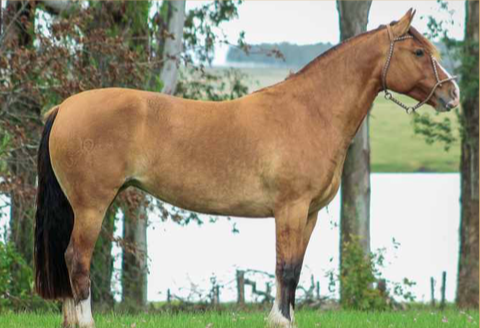 Lote FADA DE LA COLINA