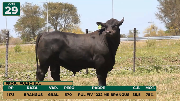 Lote TOROS LOTE 29