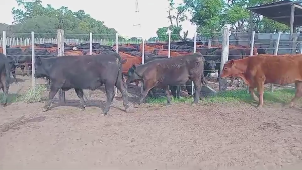 Lote 70 TERNS. MACHOS, CARLOS TEJEDOR, BS. AS.