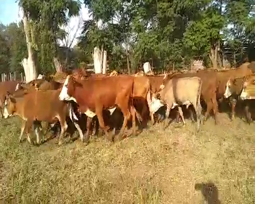 Lote 120 Terneros en Santo Tomé, Corrientes