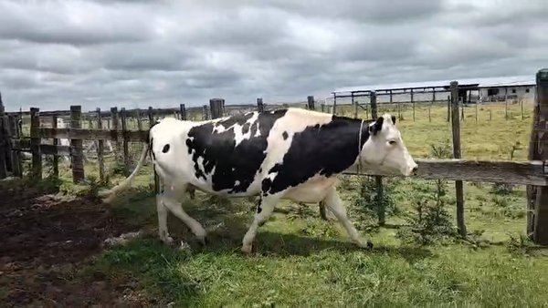 Lote Vaca en Tranqueras Coloradas