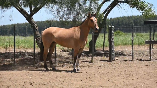 Lote EL  GAVILÁN  PANTERA  NEGRA