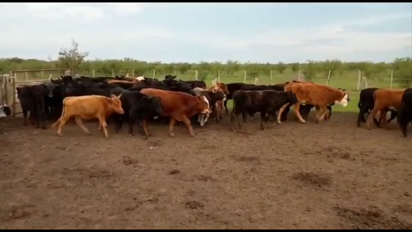Lote 110 Terneros/as en Villaguay, Entre Ríos