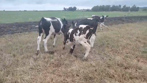 Lote 5 Terneros, San José