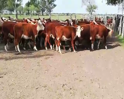 Lote 75 Terneros en Federal, Entre Ríos