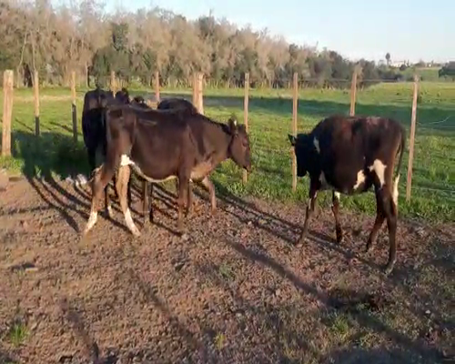 Lote 5 Terneras KIWI 190kg - , San José