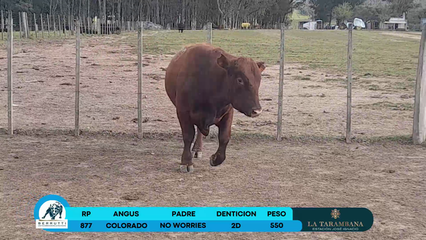 Lote Toros Angus 550kg - , Rocha