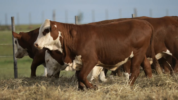 Lote Vaquilla Para Servicio