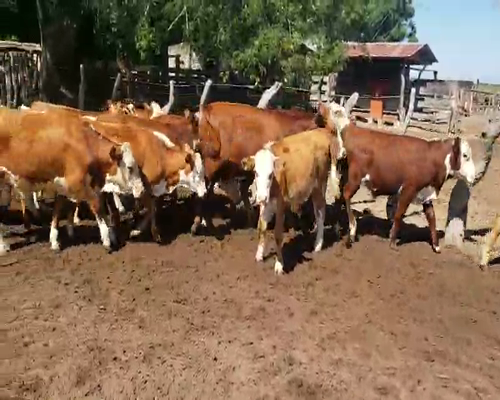 Lote 58 Terneros/as en San Roque, Corrientes