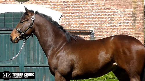 Lote TIMBER CREEK (ILL CAMPIONE - TILDE)