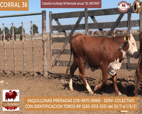 Lote vaquillonas Preñadas La Rebelion