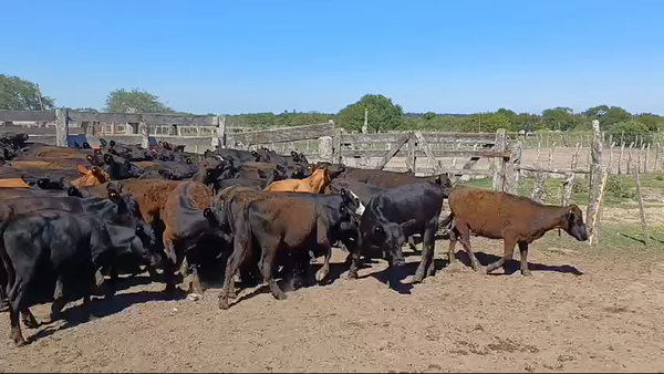 Lote 135 Terneras