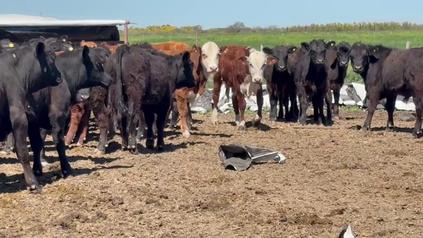 Lote 75 Terneros Angus negro y colorado, Brangus negro y colorado en Balnearia, Córdoba